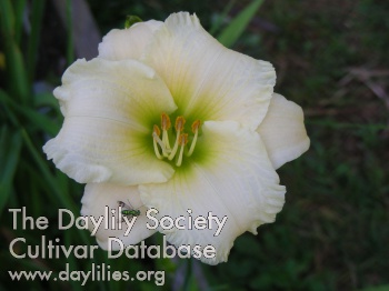 Daylily Accentuate the Green